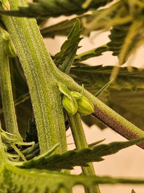 Regrow of Cheesus. Week 10