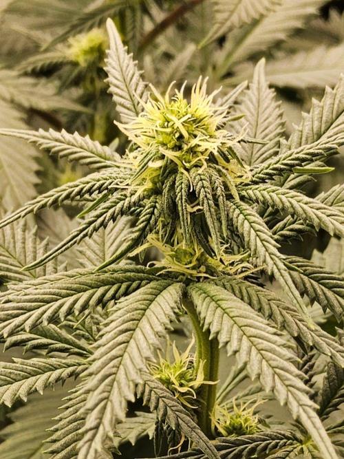 Regrow of Cheesus. Week 10