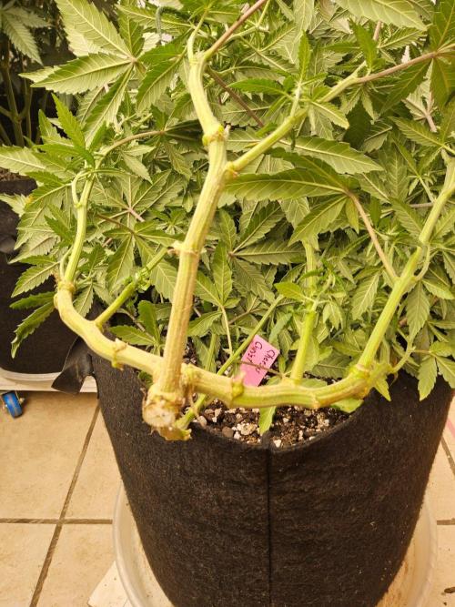 Regrow of Cheesus. Week 10