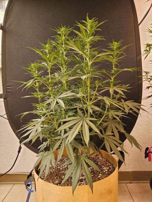 Bubba Seedsman. Week 10