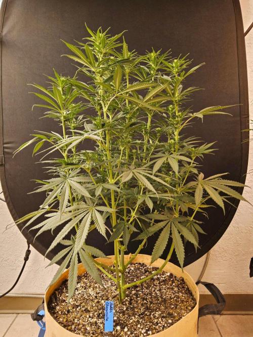 Bubba Seedsman. Week 10
