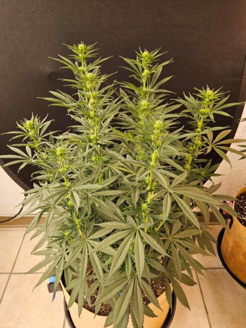 Bubba Seedsman. Week 10