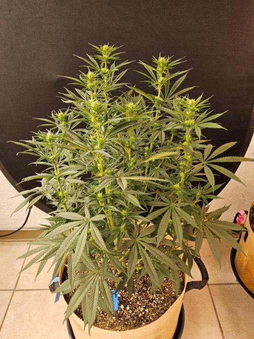 Bubba Seedsman. Week 10