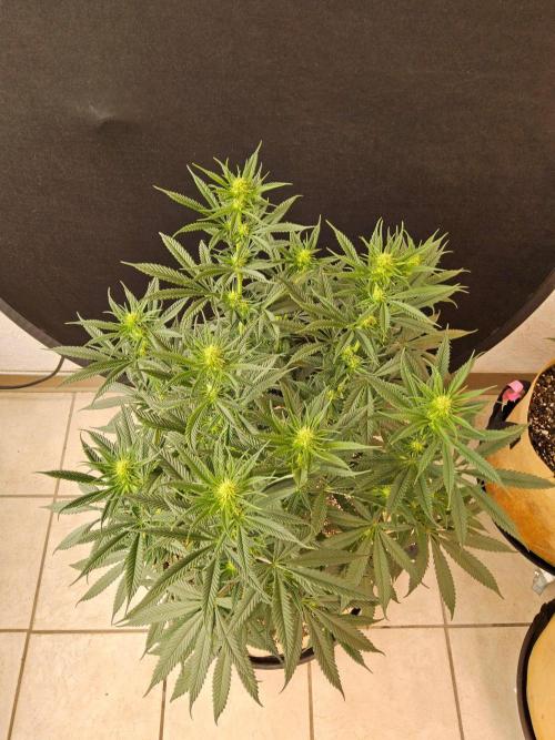 Bubba Seedsman. Week 10