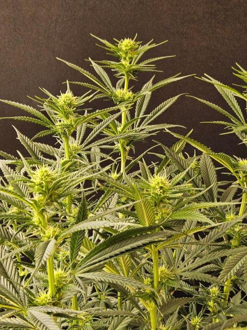 Bubba Seedsman. Week 10
