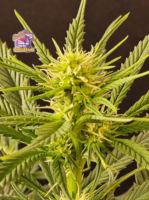 Bubba Seedsman. Week 10