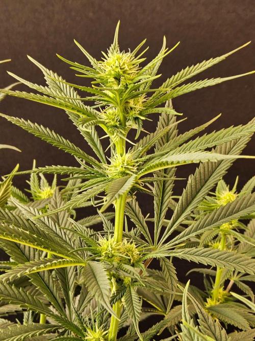 Bubba Seedsman. Week 10