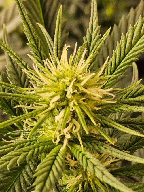 Bubba Seedsman. Week 10