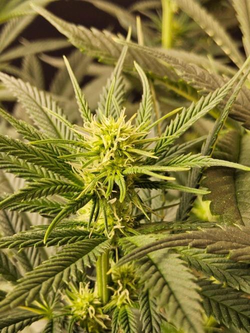 Bubba Seedsman. Week 10