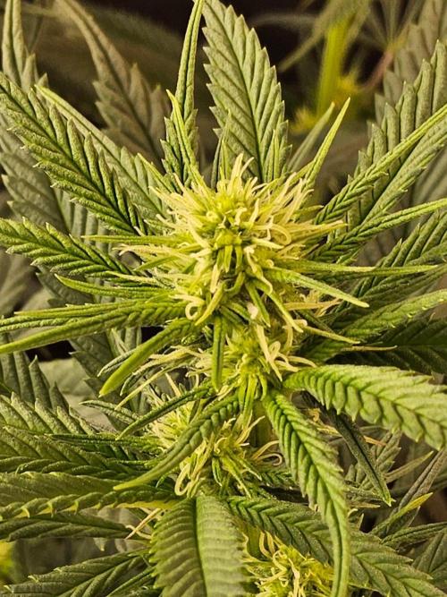 Bubba Seedsman. Week 10