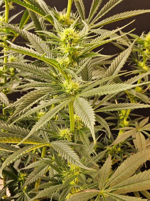 Bubba Seedsman. Week 10