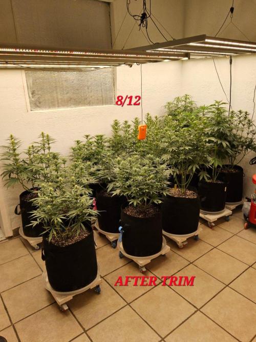 Bubba Seedsman. Week 10