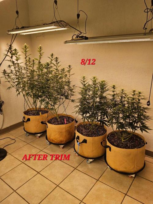 Bubba Seedsman. Week 10