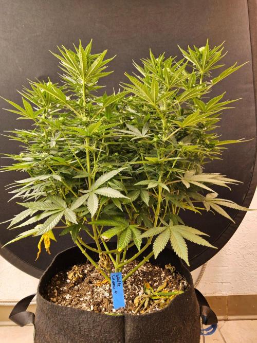 White Widow Plus. Week 10