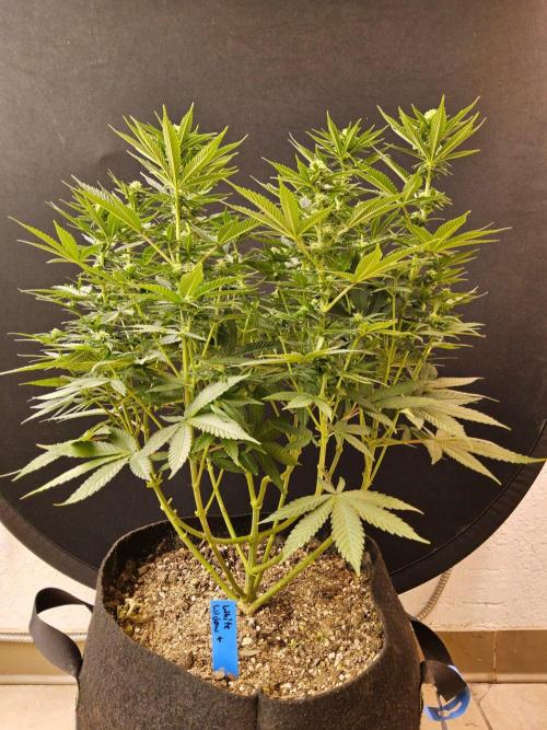 White Widow Plus. Week 10