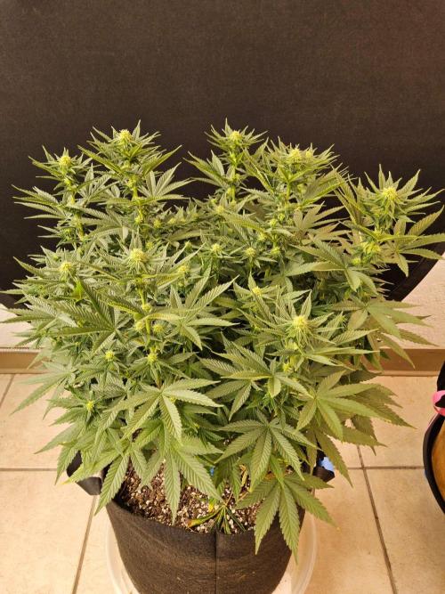 White Widow Plus. Week 10