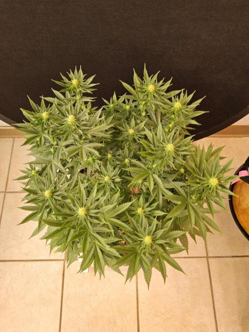 White Widow Plus. Week 10