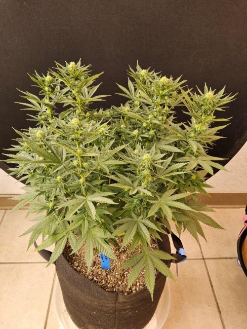 White Widow Plus. Week 10