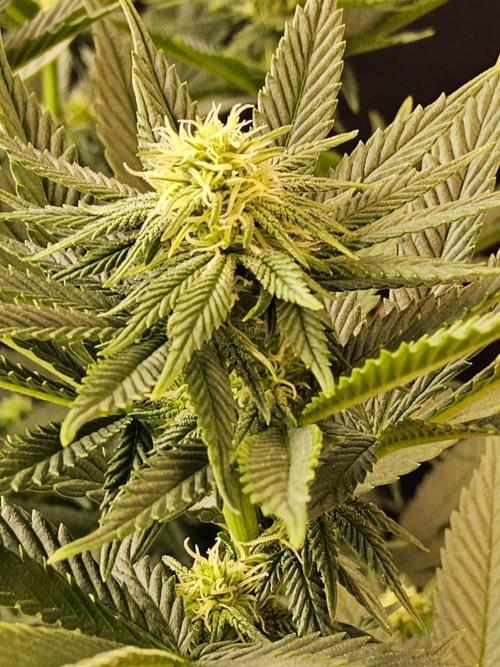 White Widow Plus. Week 10