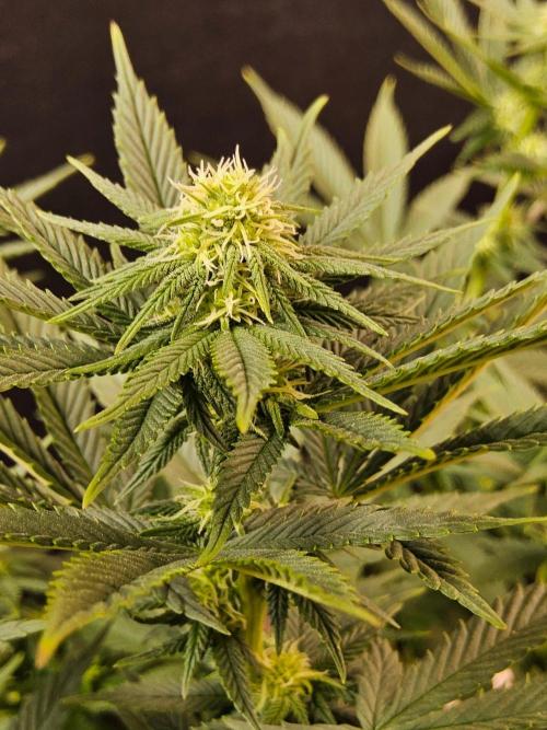 White Widow Plus. Week 10