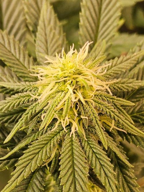 White Widow Plus. Week 10