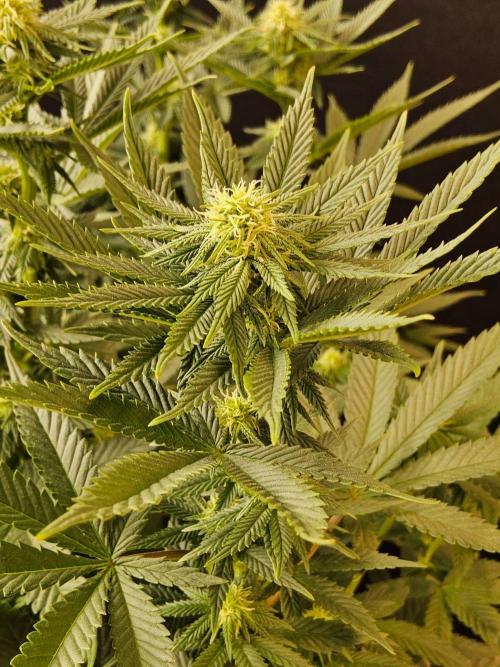White Widow Plus. Week 10