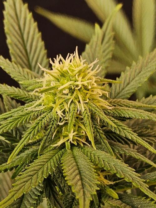 White Widow Plus. Week 10