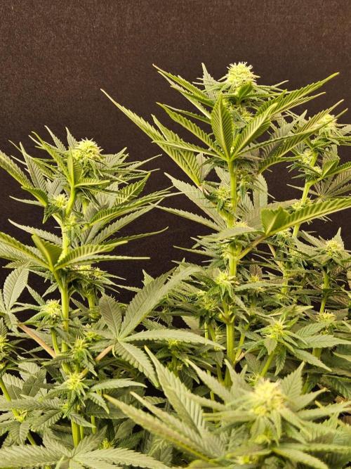 White Widow Plus. Week 10