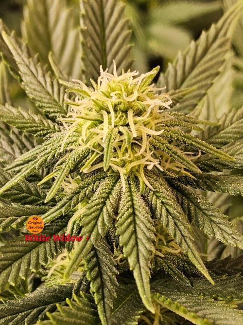 White Widow Plus. Week 10