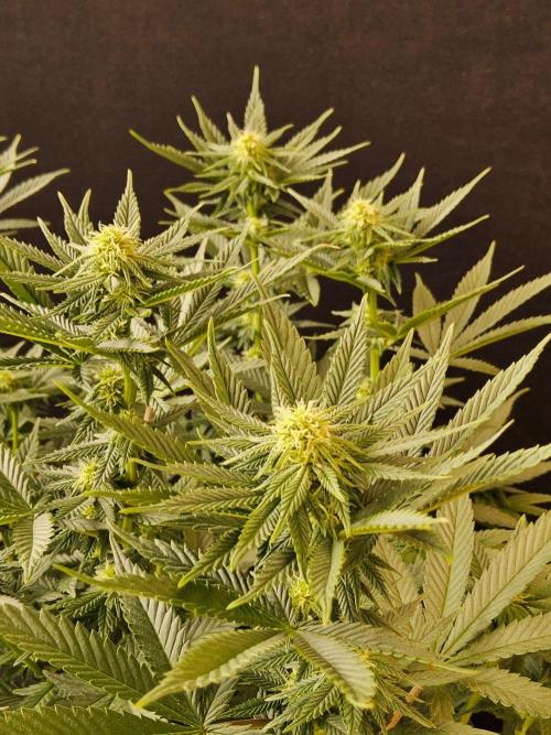White Widow Plus. Week 10