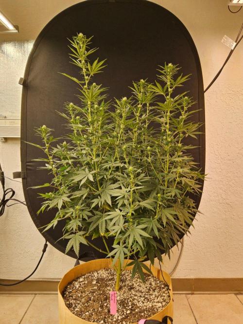Supreme Roadrunner. Week 10