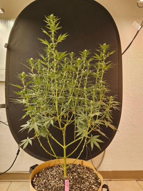 Supreme Roadrunner. Week 10