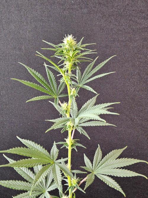 Supreme Roadrunner. Week 10
