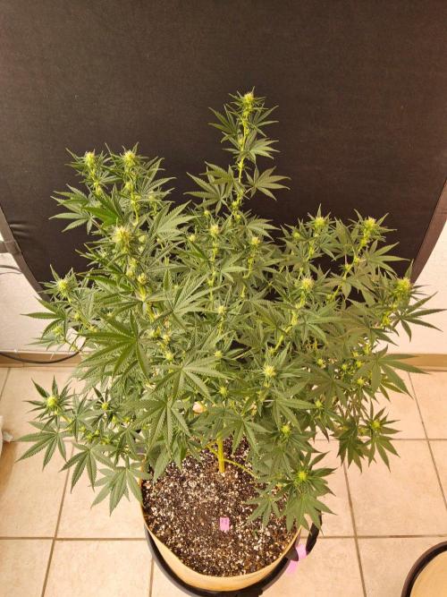 Supreme Roadrunner. Week 10