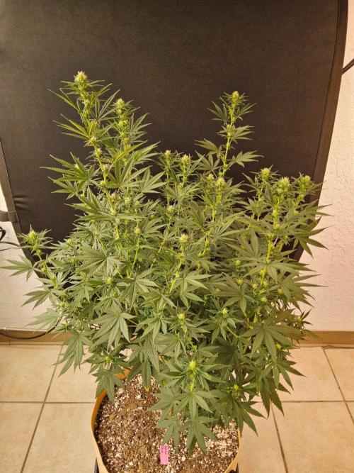 Supreme Roadrunner. Week 10