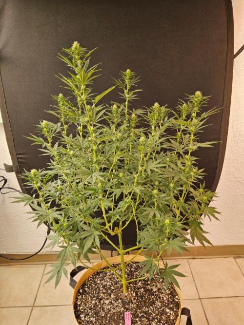 Supreme Roadrunner. Week 10