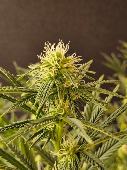 Supreme Roadrunner. Week 10