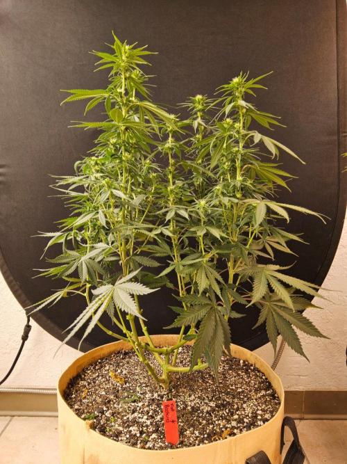 Fat Bastard. Week 10