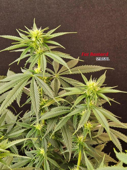 Fat Bastard. Week 10