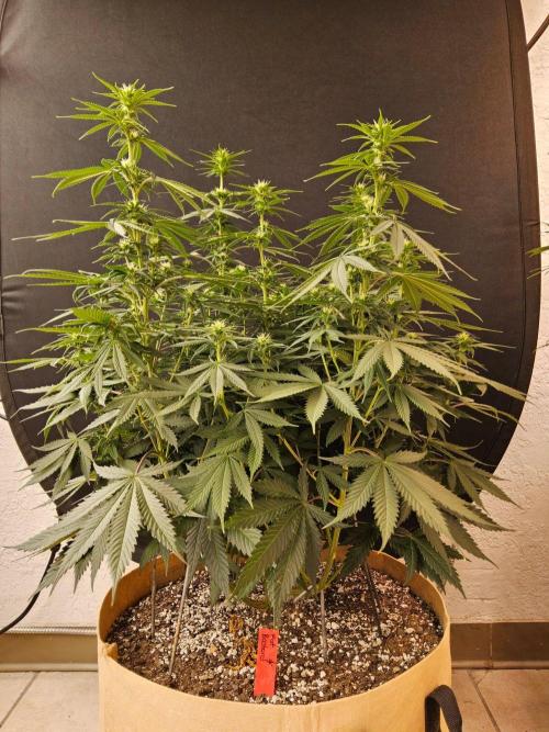Fat Bastard. Week 10