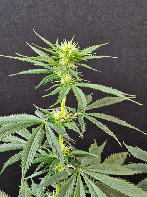 Fat Bastard. Week 10