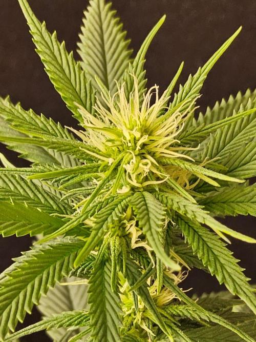 Fat Bastard. Week 10