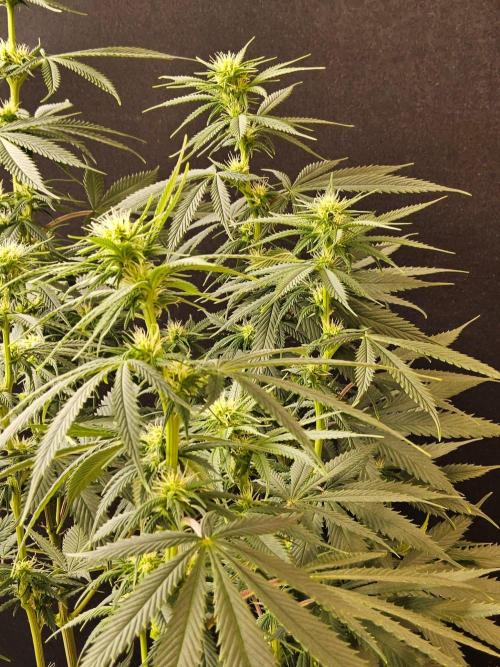 Fat Bastard. Week 10
