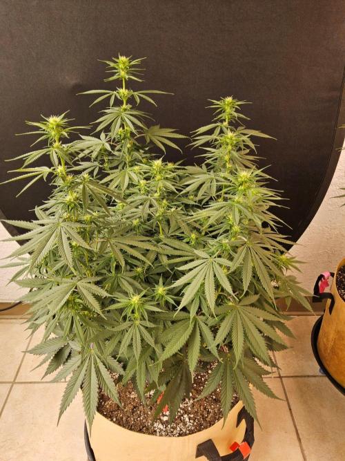 Fat Bastard. Week 10