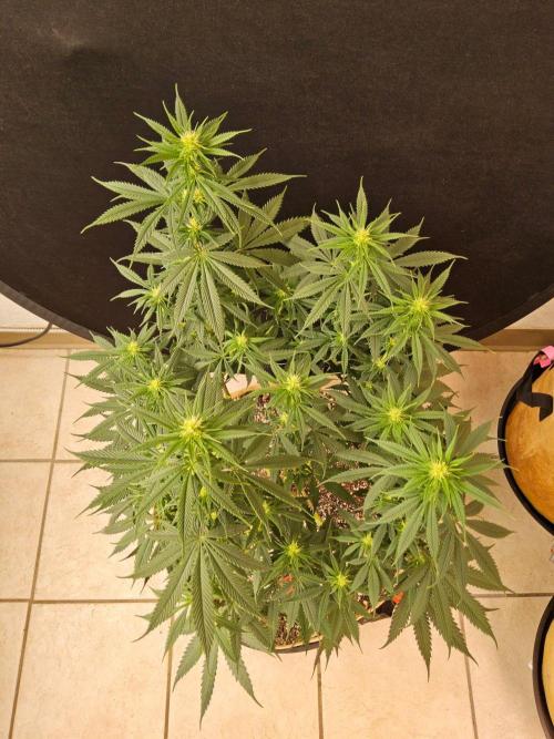 Fat Bastard. Week 10