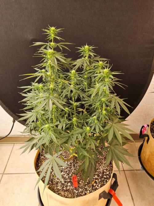 Fat Bastard. Week 10