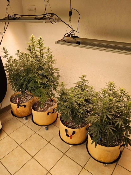 Fat Bastard. Week 10
