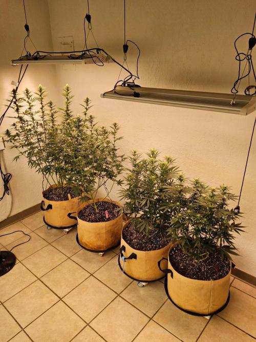 Fat Bastard. Week 10