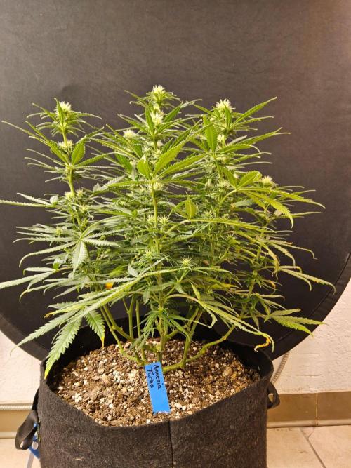 Turbo Amnesia. Week 10