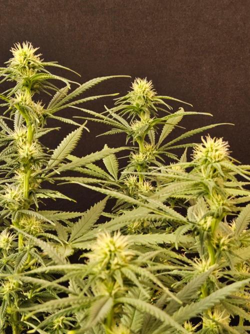 Turbo Amnesia. Week 10